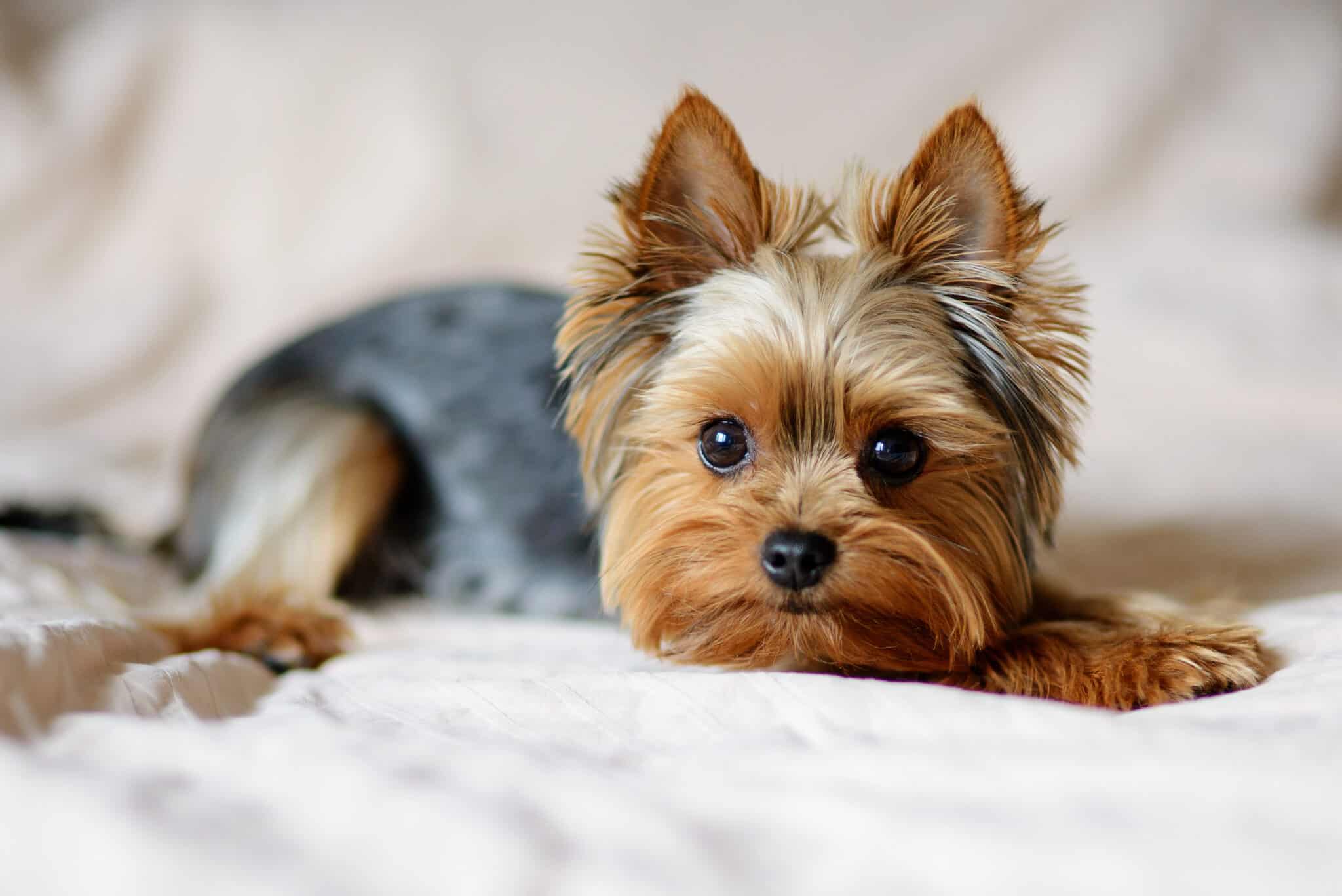 Despite being dainty, Yorkshire terriers are known for being feisty and bold.