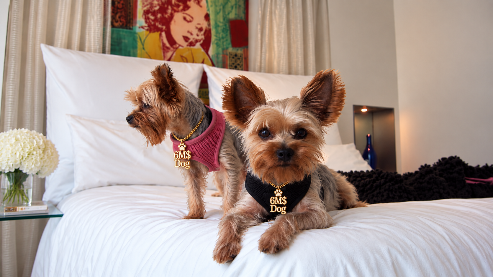 Two Yorkshire Terriers wearing gold 6M$Dog jewelry