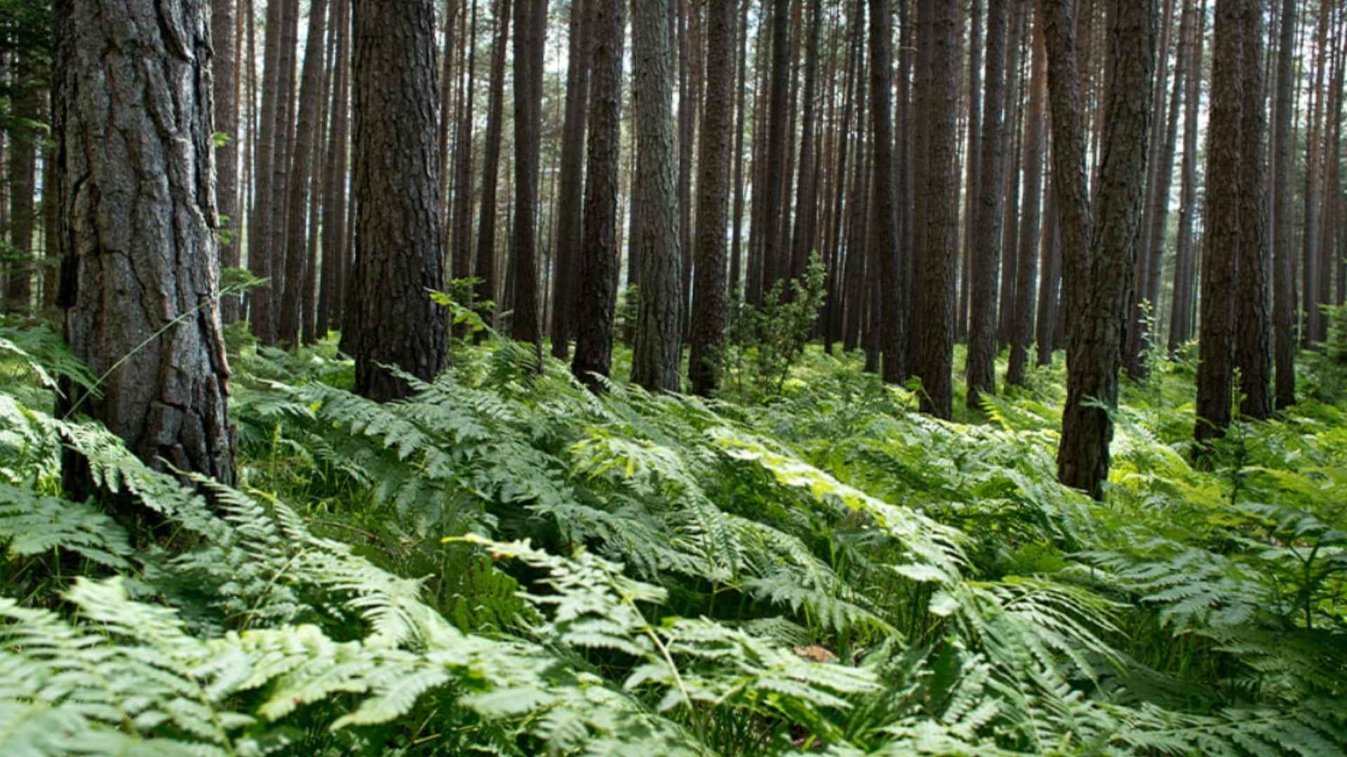 Forest at Gerhardhof in Tyrol – location of the TRUE DAY sustainability gathering